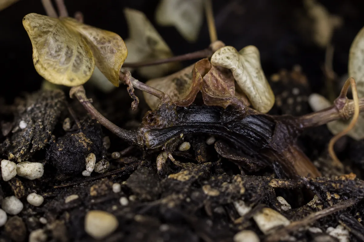 Close-up of Stem Rot on String of Hearts - diagnostic detail