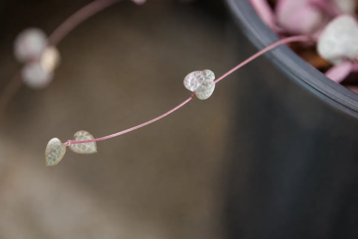 Close-up of Thin Stems on String of Hearts - diagnostic detail