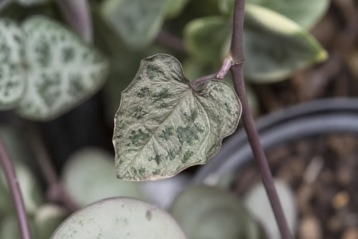 Close-up of Underwatering on String of Hearts - diagnostic detail