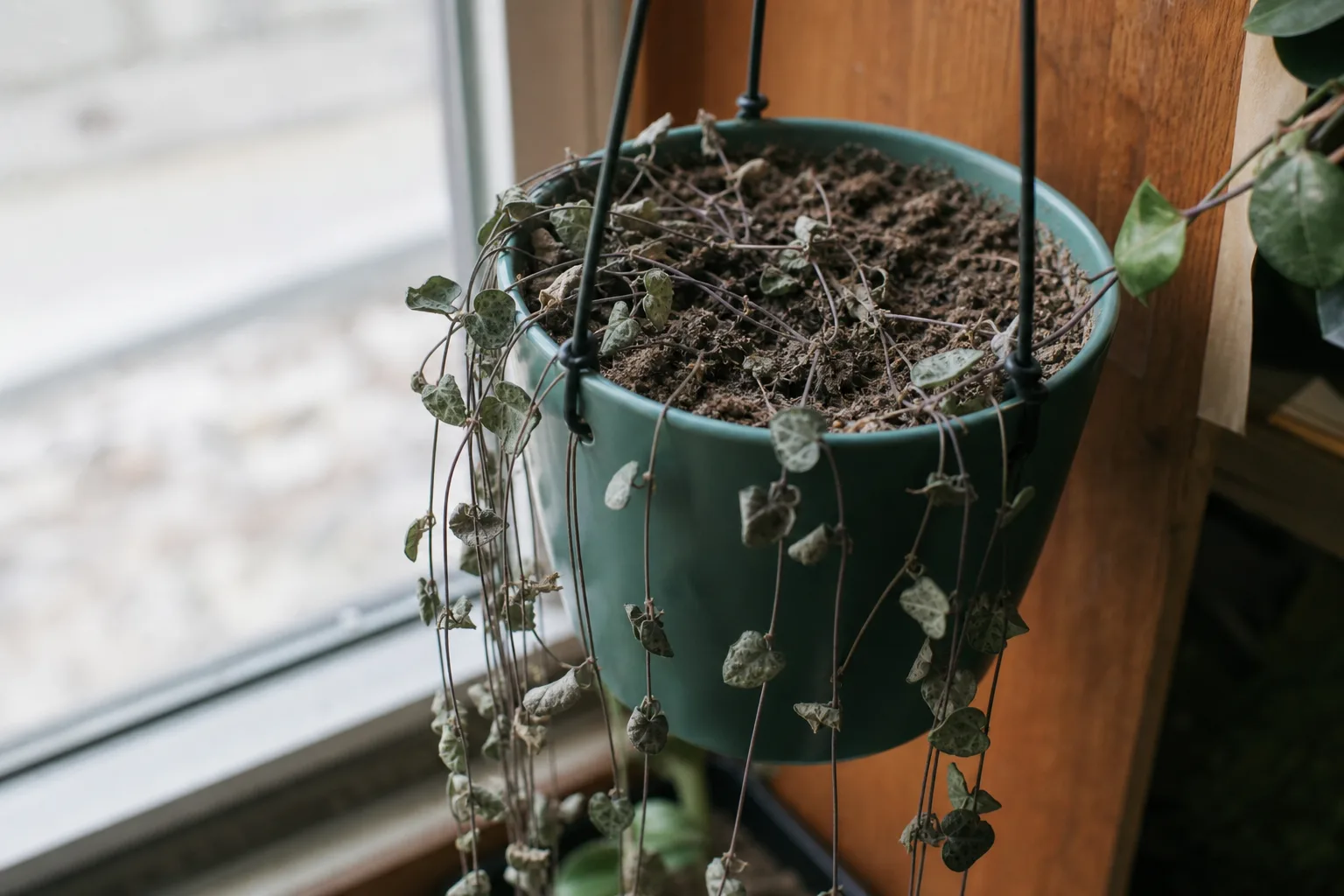 Underwatered string of hearts with wrinkled thirsty leaves