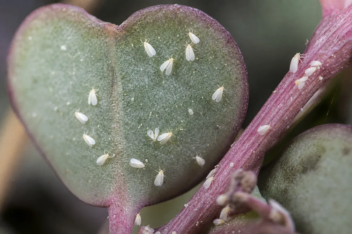 Close-up of Whiteflies on String of Hearts - diagnostic detail