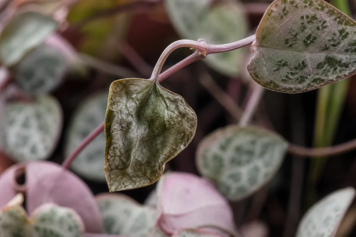 Close-up of Wilting on String of Hearts - diagnostic detail