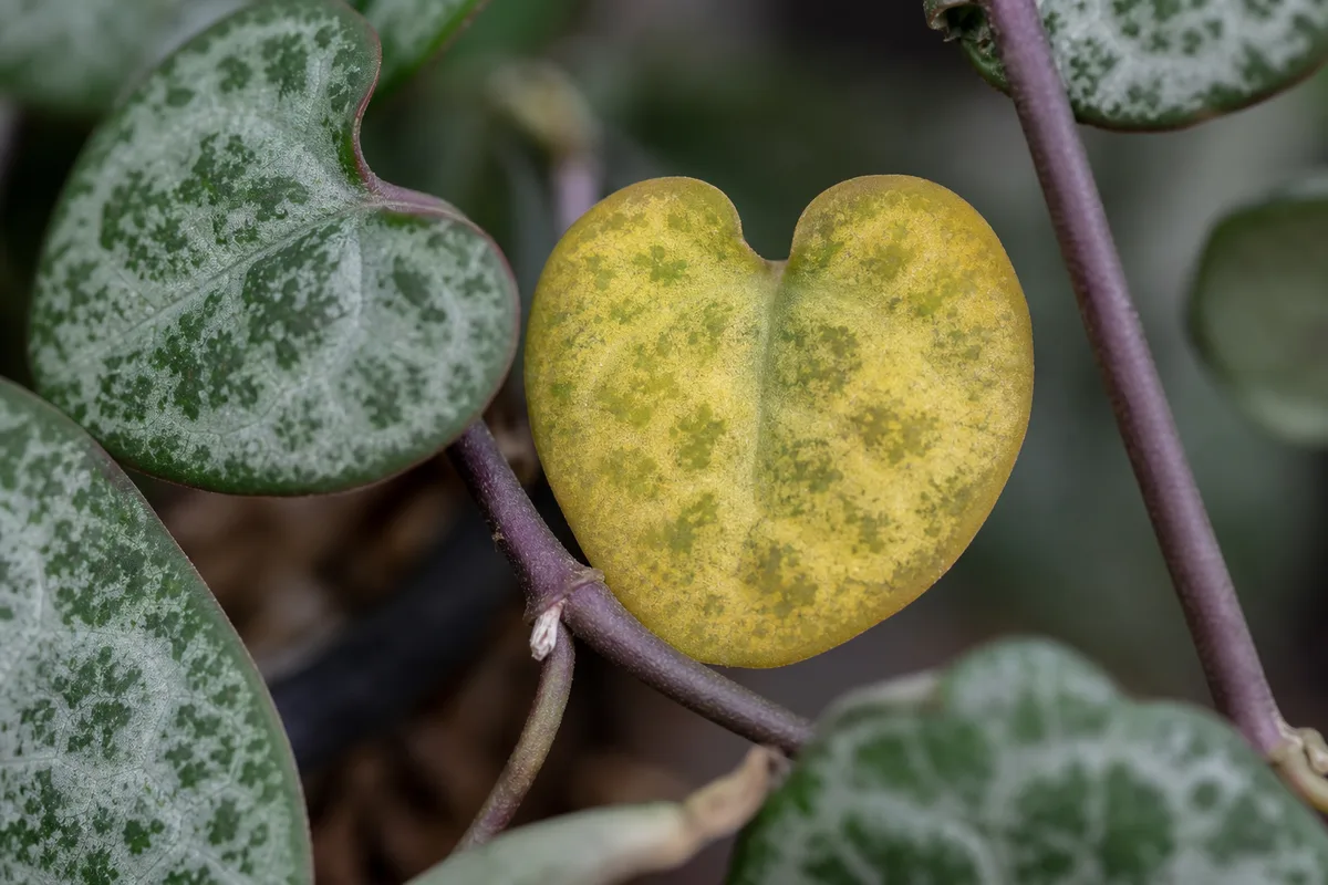 Close-up of Yellow Leaves on String of Hearts - diagnostic detail