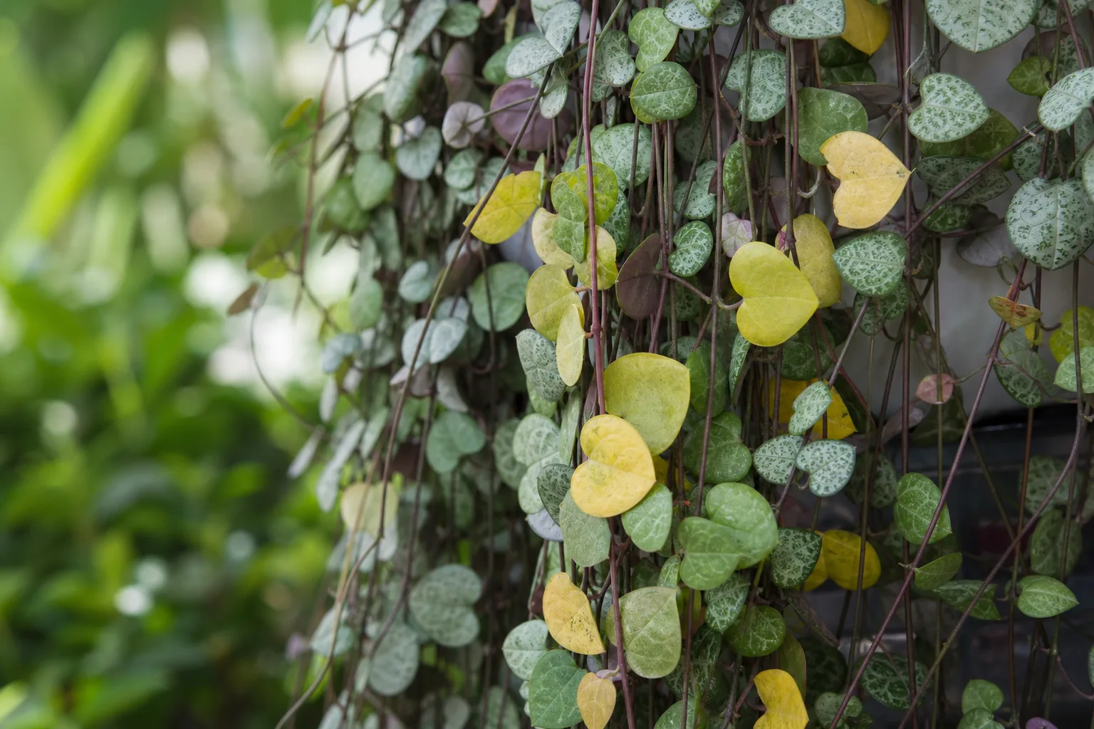 String of hearts with yellowing lower leaves from overwatering or cold stress