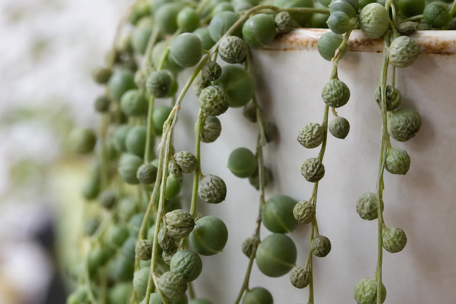 Crispy Leaves on String of Pearls - visible symptom on the plant