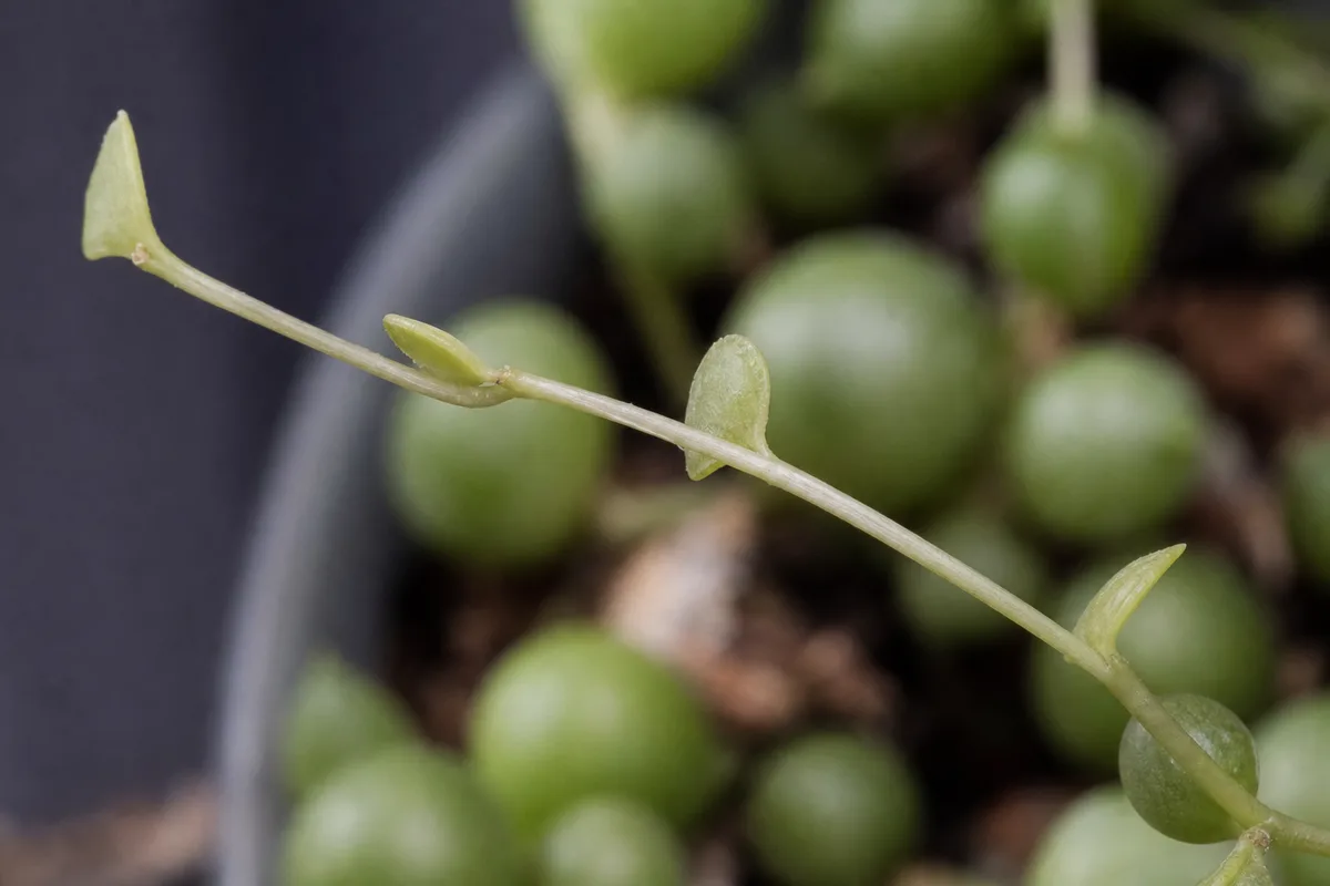 Close-up of Leggy Growth on String of Pearls - diagnostic detail
