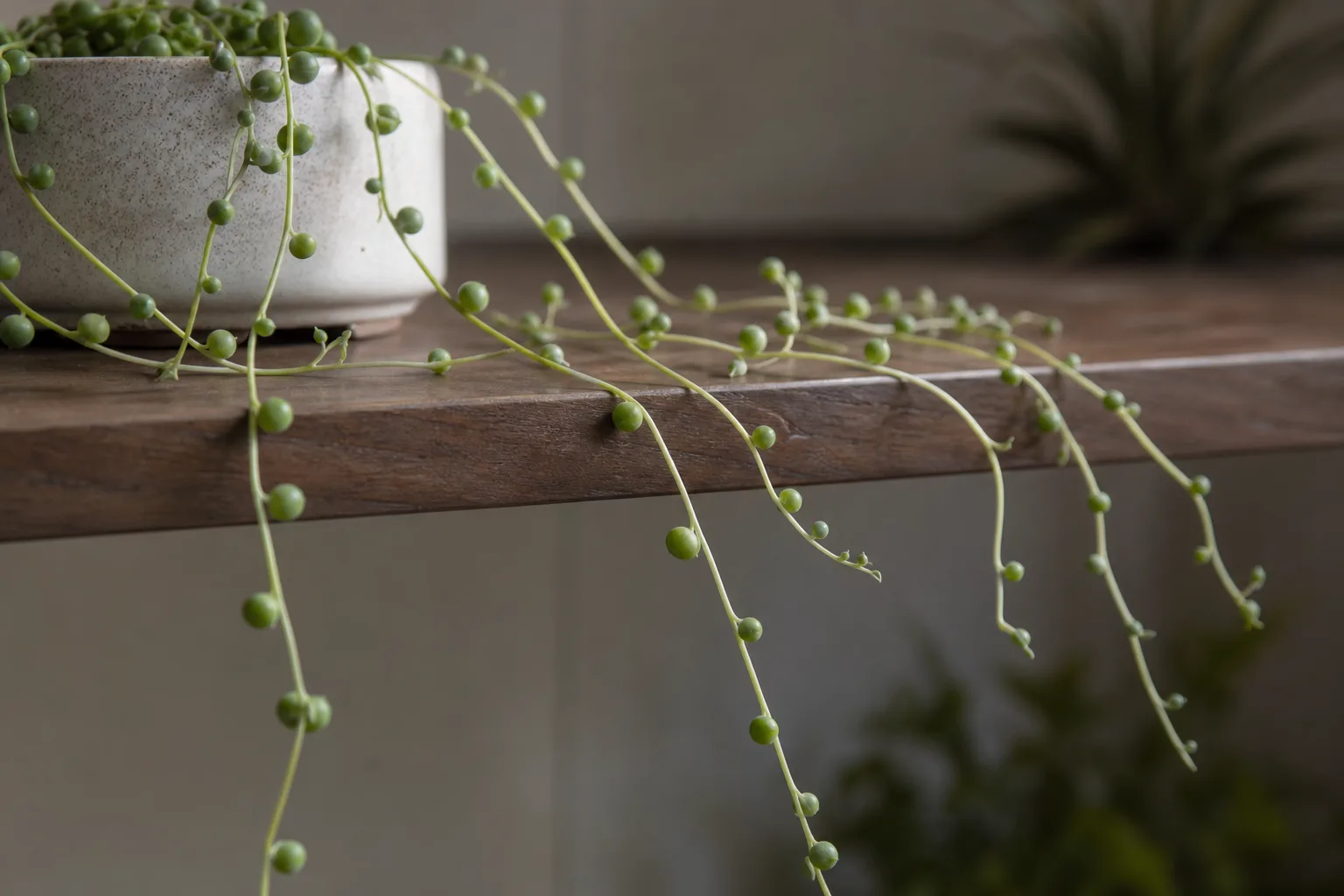 Leggy Growth on String of Pearls - visible symptom on the plant