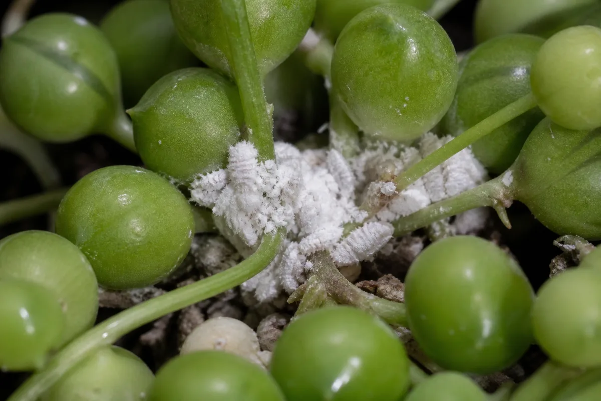 Close-up of Mealybugs on String of Pearls - diagnostic detail