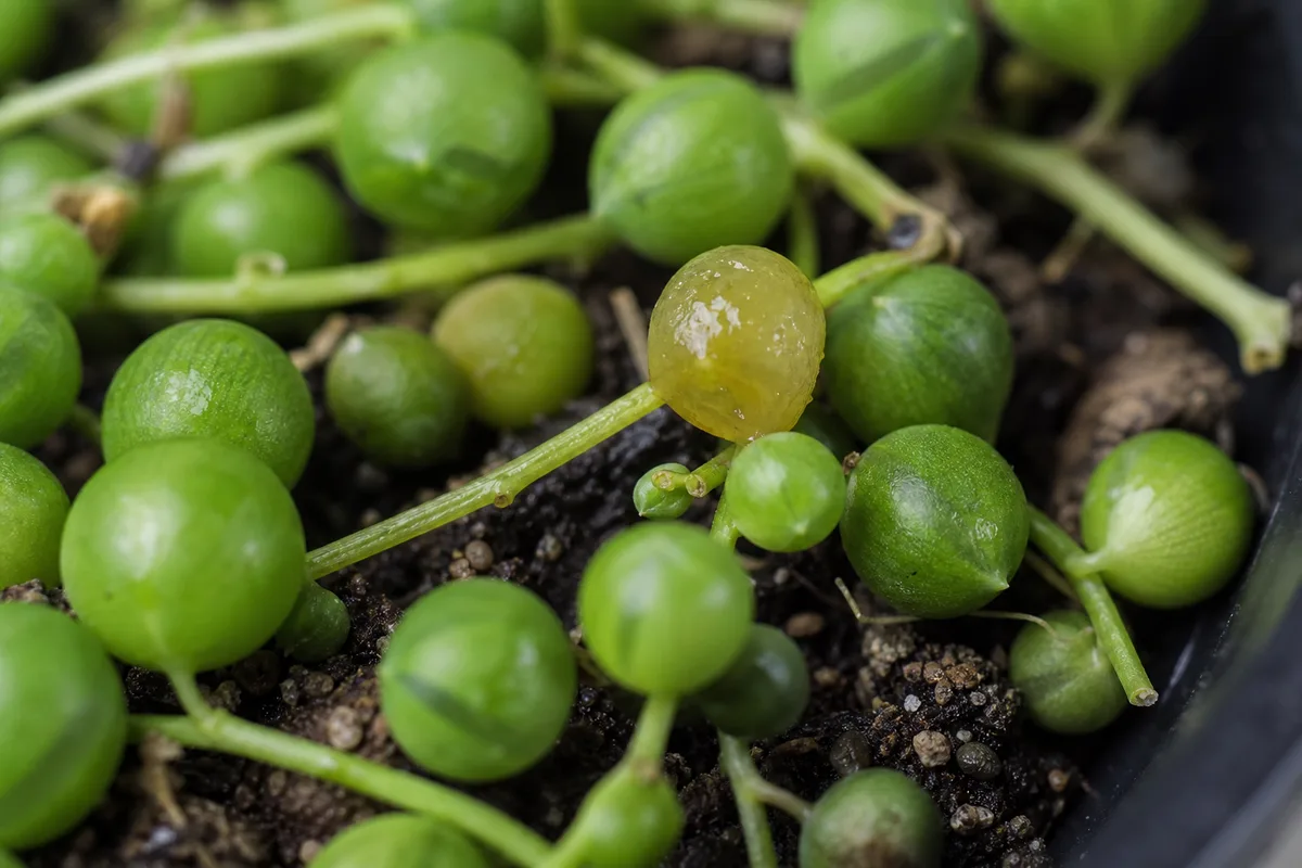 Close-up of Overwatering on String of Pearls - diagnostic detail