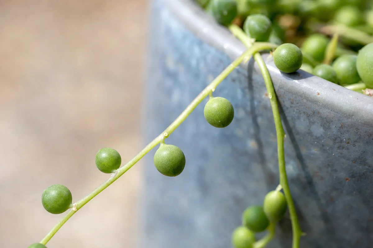 Close-up of Slow Growth on String of Pearls - diagnostic detail