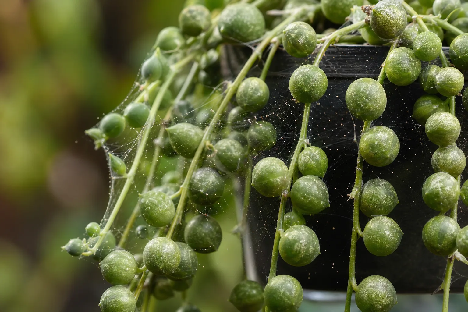Spider Mites on String of Pearls - visible symptom on the plant