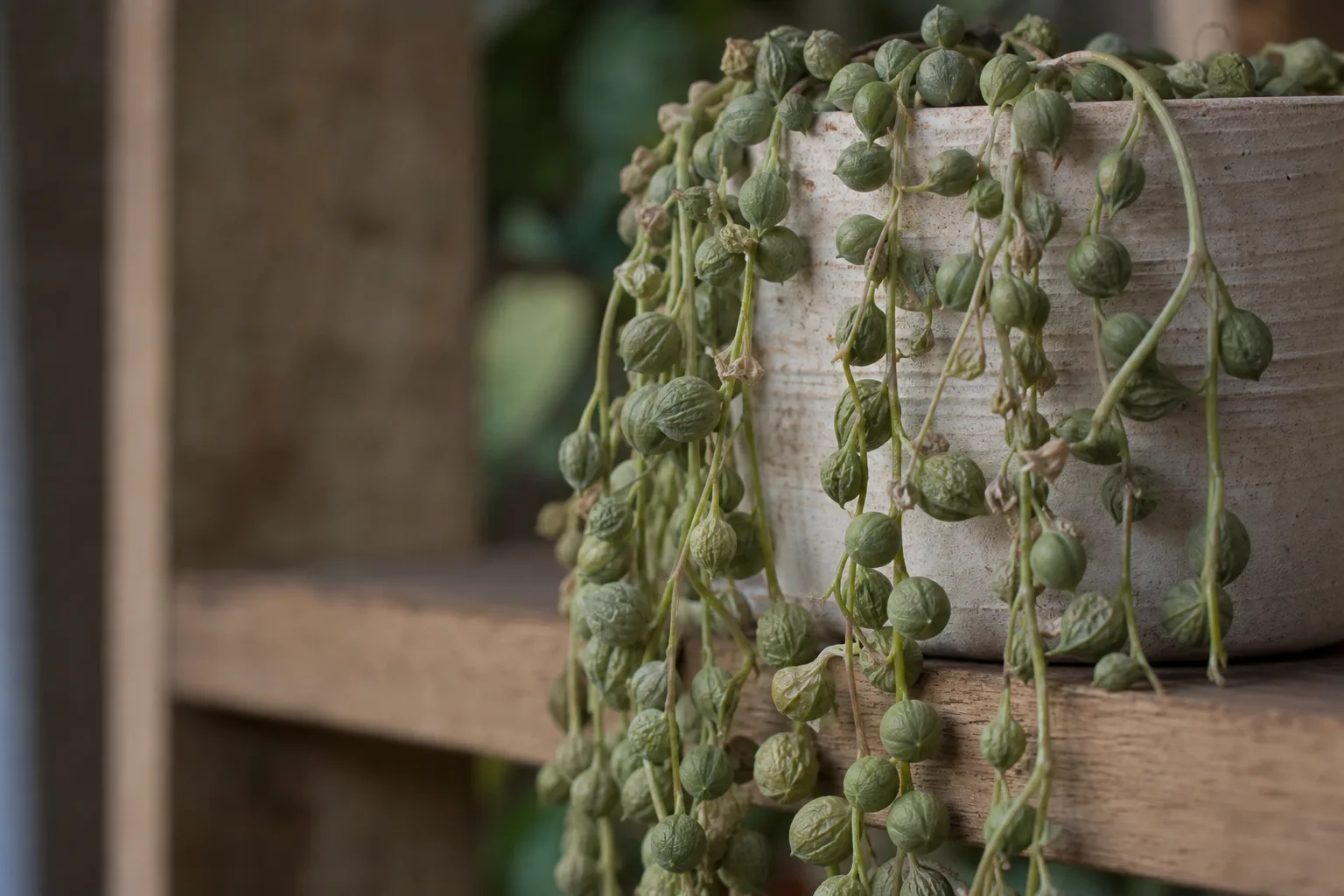 Wilting on String of Pearls - visible symptom on the plant