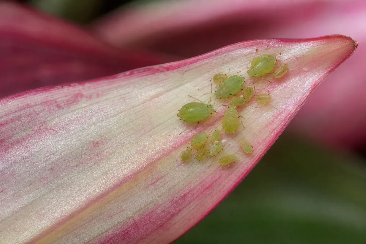 Close-up of Aphids on Stromanthe Triostar - diagnostic detail