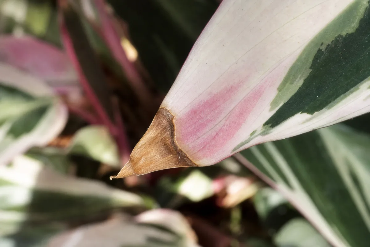 Close-up of Brown Tips on Stromanthe Triostar - diagnostic detail