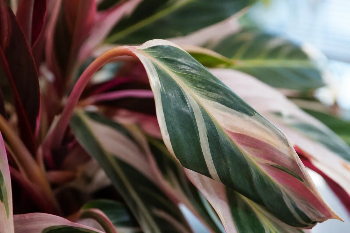 Close-up of Drooping Leaves on Stromanthe Triostar - diagnostic detail