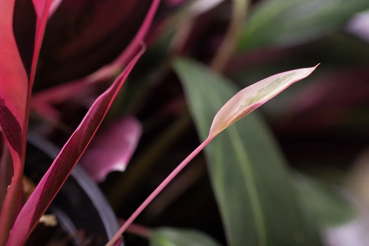 Close-up of Leggy Growth on Stromanthe Triostar - diagnostic detail