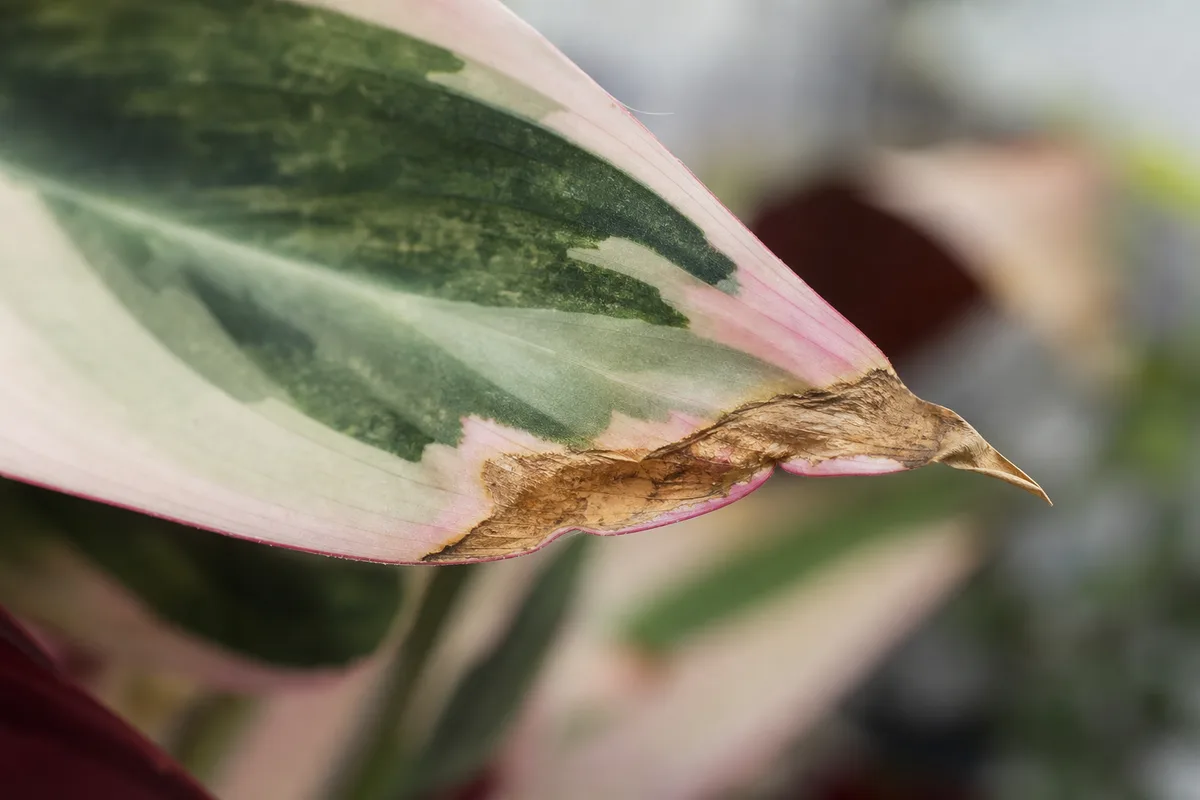 Close-up of Low Humidity on Stromanthe Triostar - diagnostic detail