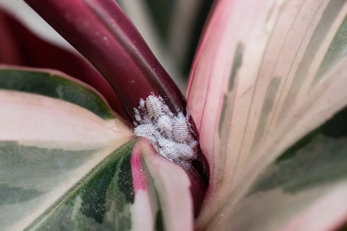 Close-up of Mealybugs on Stromanthe Triostar - diagnostic detail