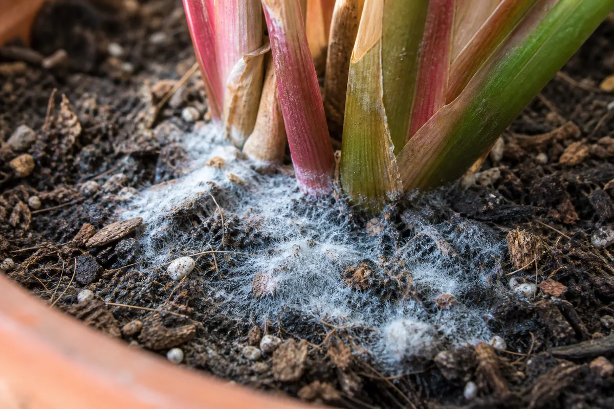 Close-up of Mold on Soil on Stromanthe Triostar - diagnostic detail