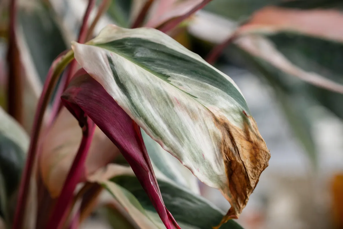 Close-up of Root Rot on Stromanthe Triostar - diagnostic detail