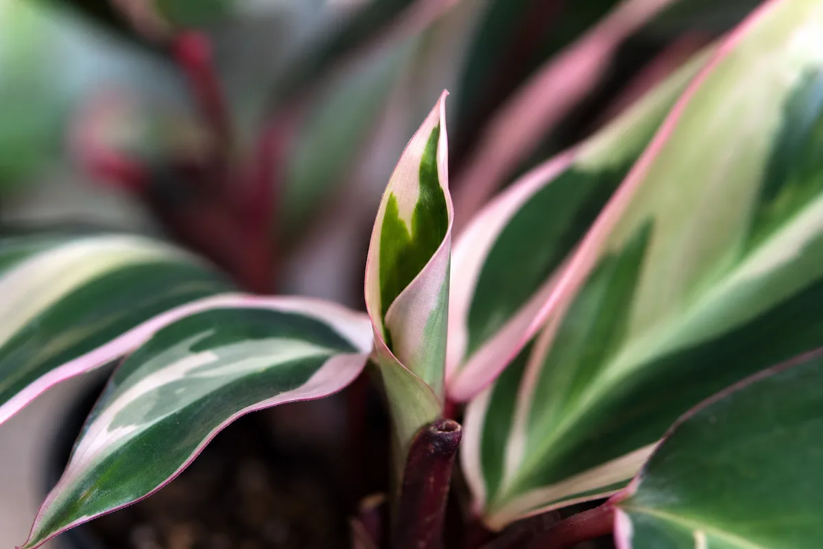 Close-up of Slow Growth on Stromanthe Triostar - diagnostic detail