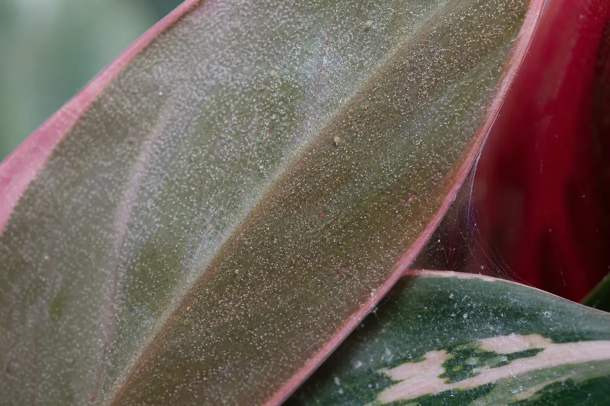 Close-up of Spider Mites on Stromanthe Triostar - diagnostic detail