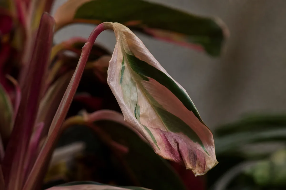 Close-up of Wilting on Stromanthe Triostar - diagnostic detail