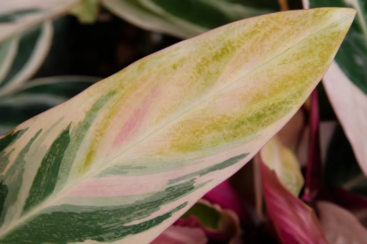 Close-up of Yellow Leaves on Stromanthe Triostar - diagnostic detail