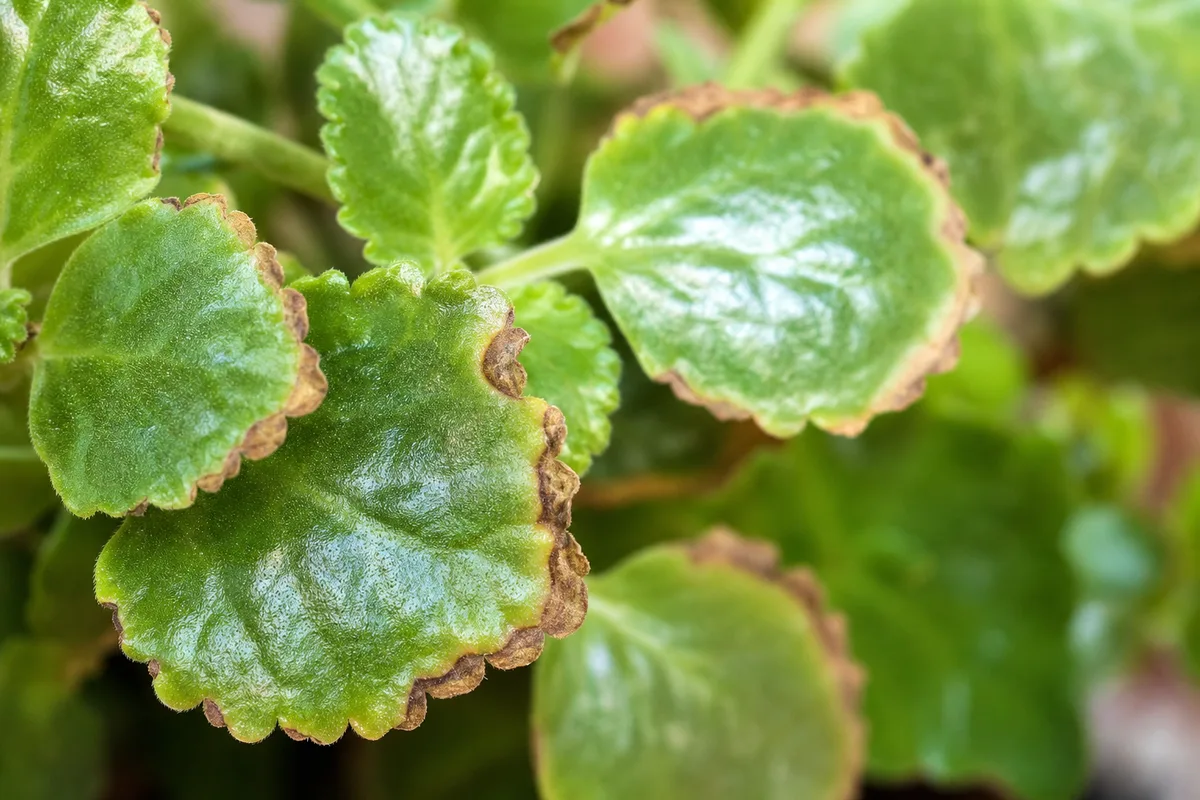 Close-up of Brown Tips on Swedish Ivy - diagnostic detail