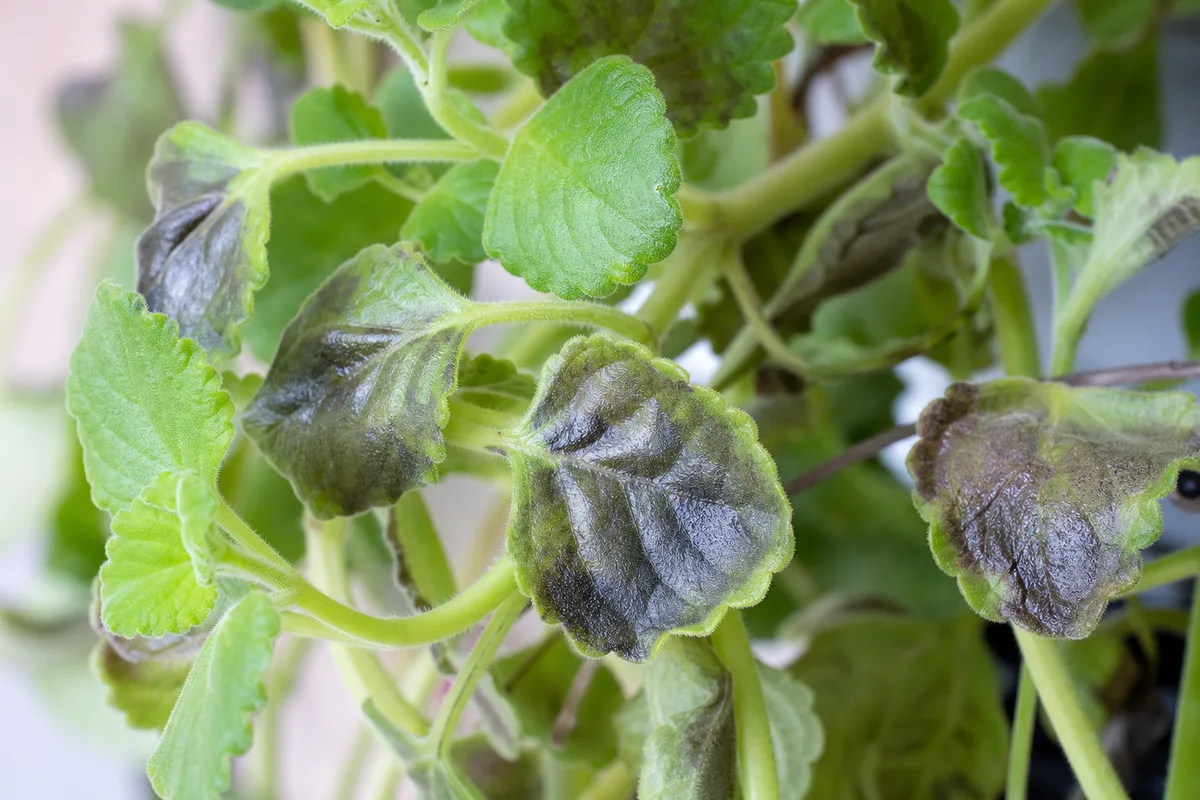 Close-up of Cold Damage on Swedish Ivy - diagnostic detail