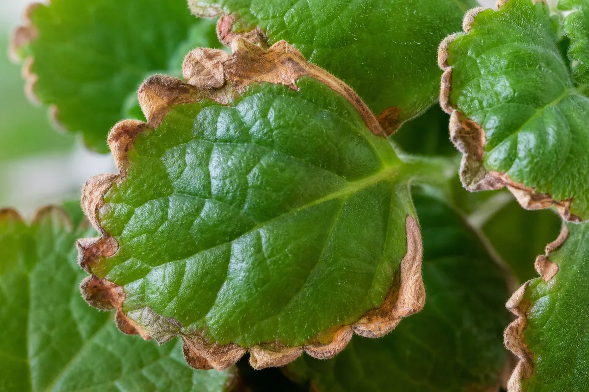 Close-up of Crispy Leaves on Swedish Ivy - diagnostic detail