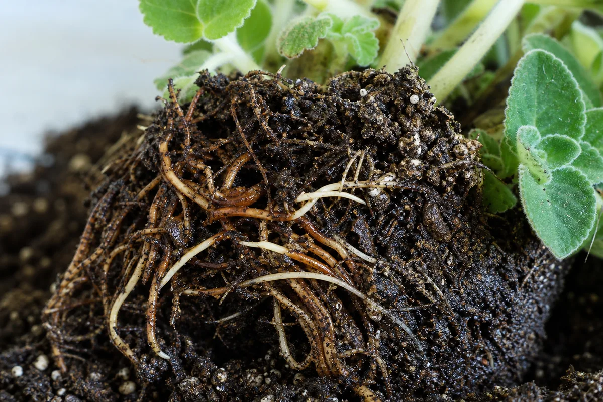 Close-up of Damaged Roots on Swedish Ivy - diagnostic detail