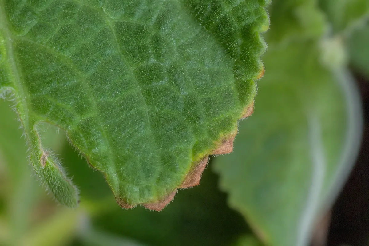 Close-up of Low Humidity on Swedish Ivy - diagnostic detail