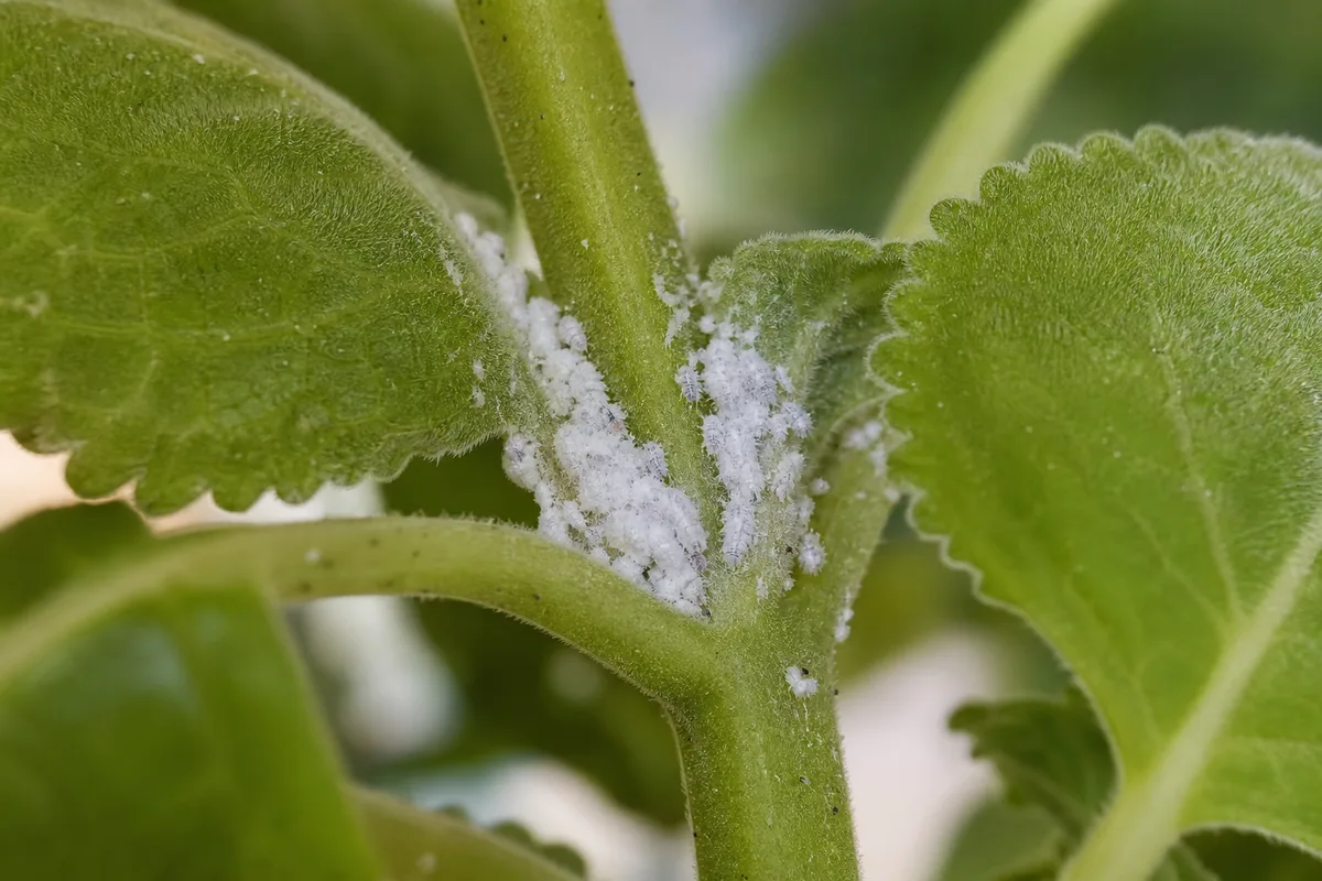 Cottony mealybug masses in Swedish ivy leaf axils — often the first plant on a shelf to show infestation