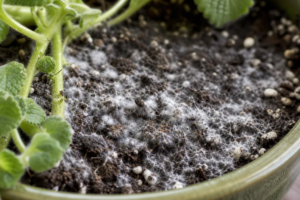 Close-up of Mold on Soil on Swedish Ivy - diagnostic detail