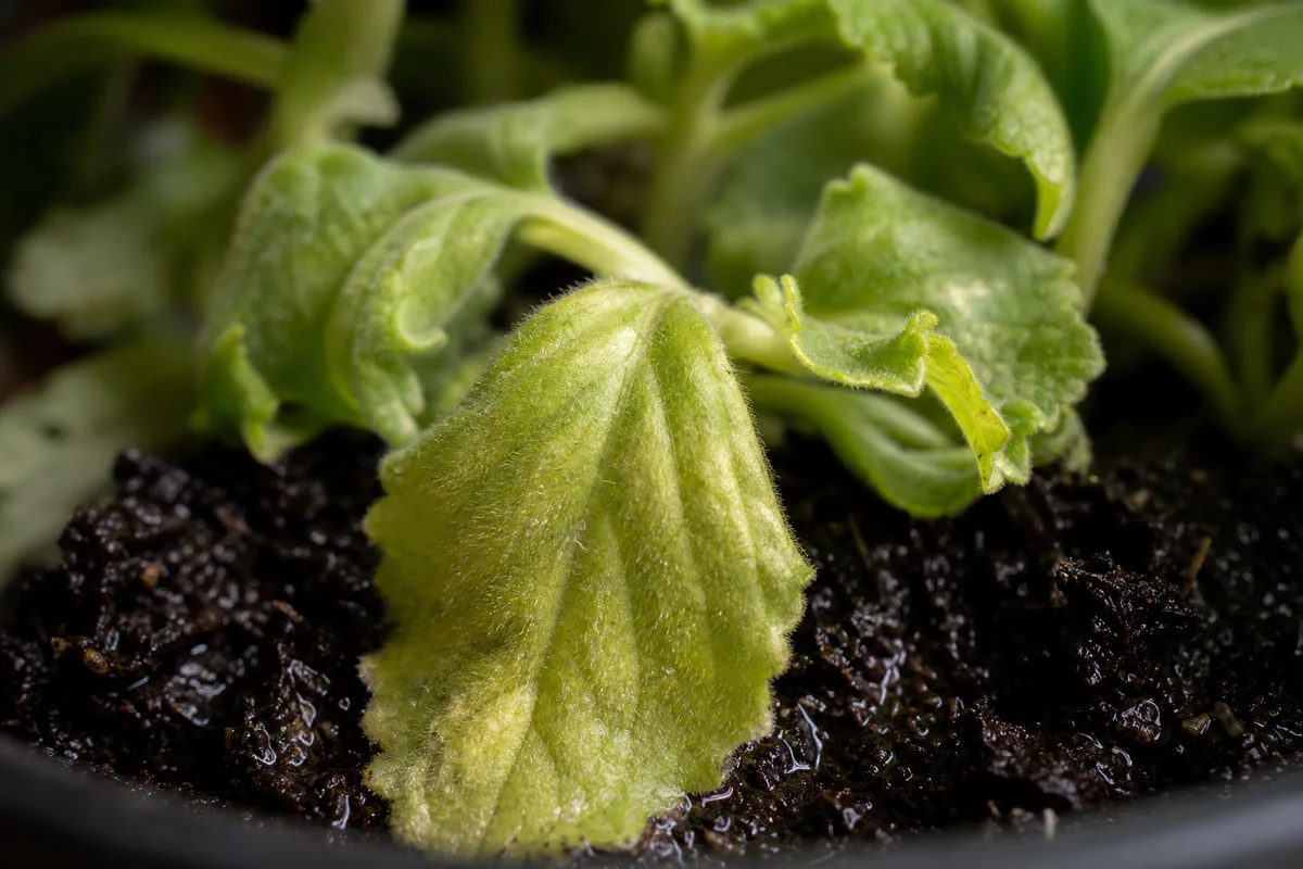 Close-up of Overwatering on Swedish Ivy - diagnostic detail