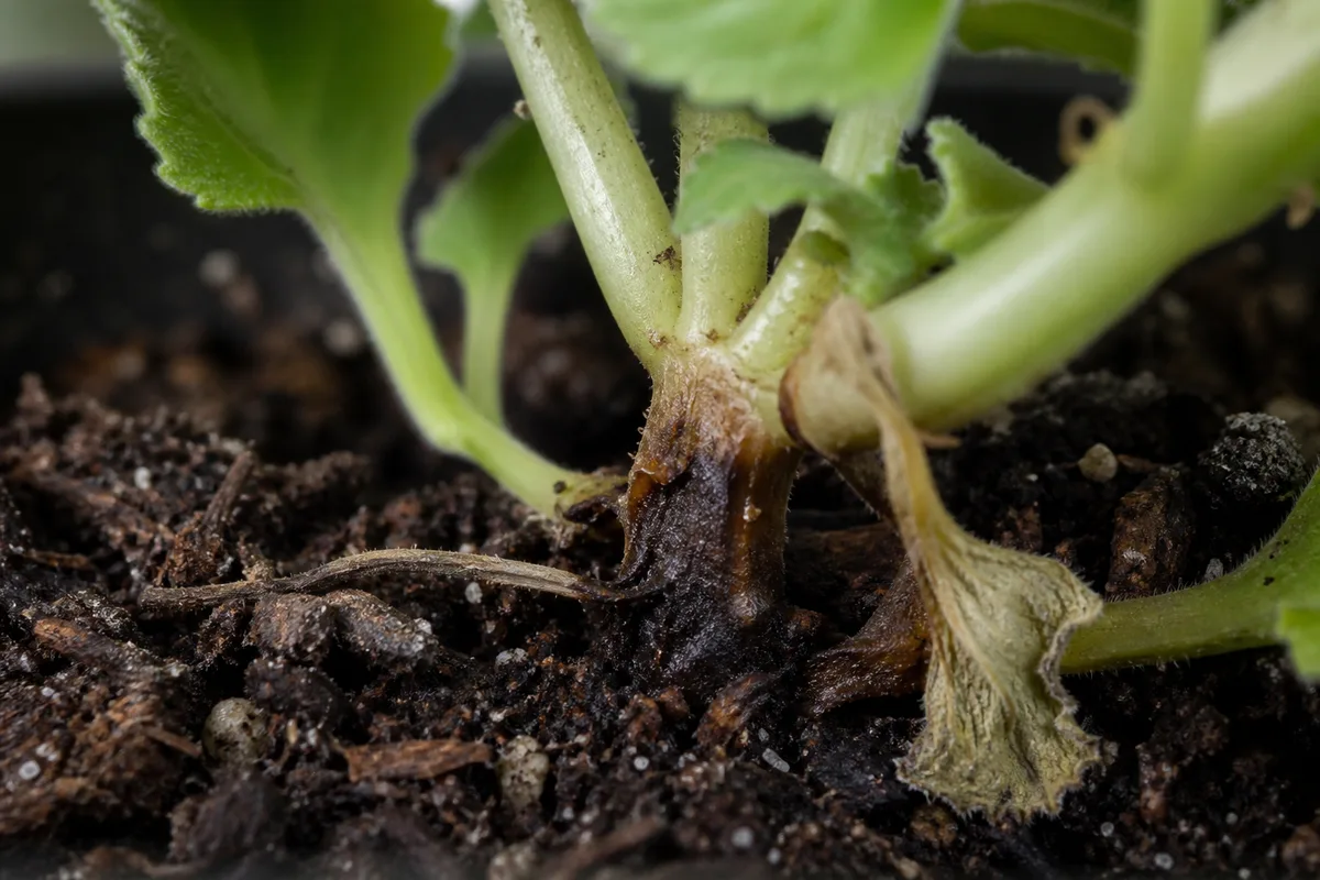 Common Problems Yellow Leaves Legginess Root Rot for common problems: yellow leaves, legginess, root rot