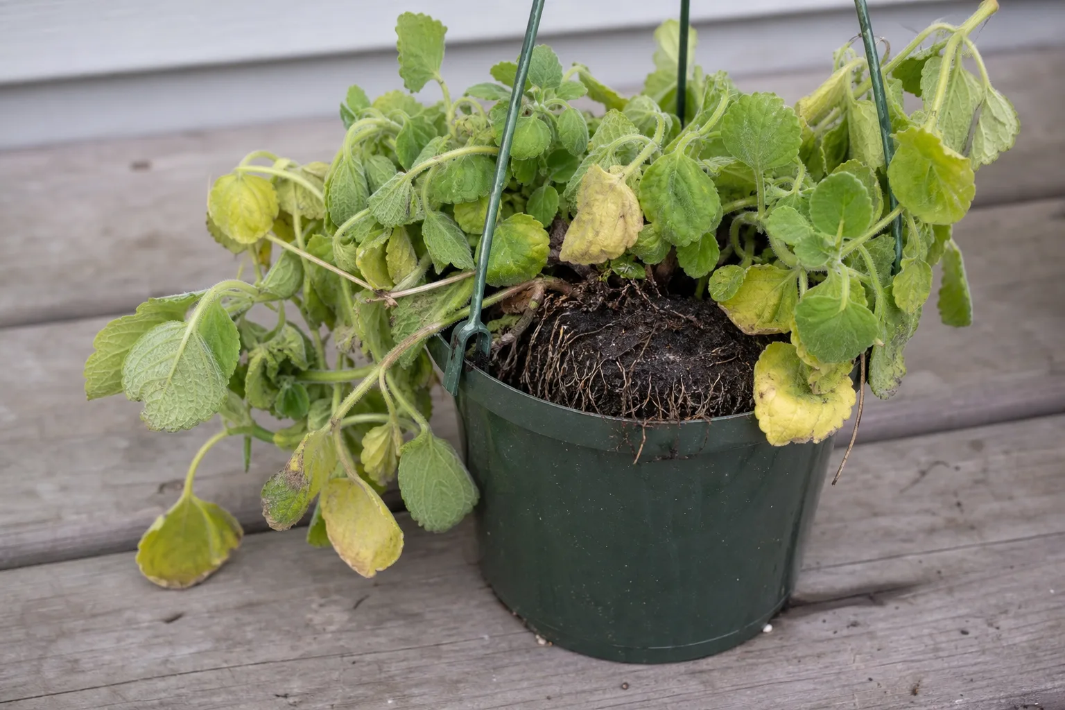 Swedish ivy showing root damage associated with prolonged wet soil