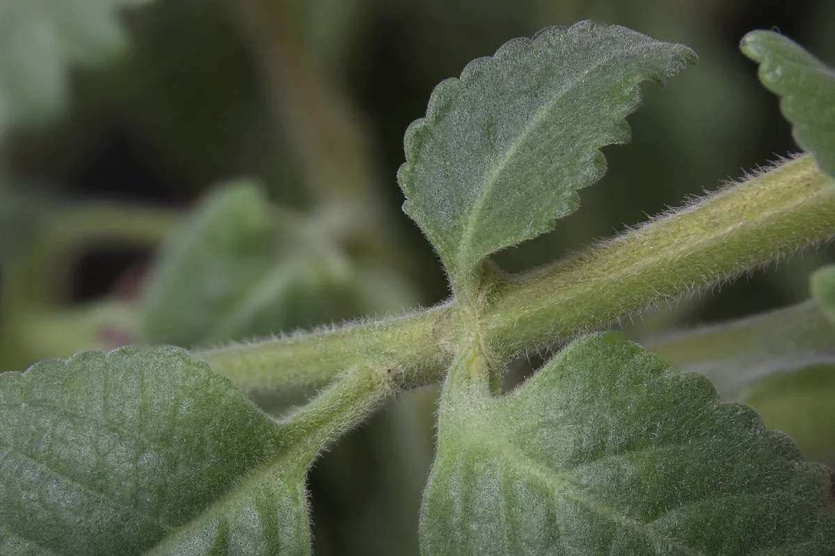 Close-up of Slow Growth on Swedish Ivy - diagnostic detail
