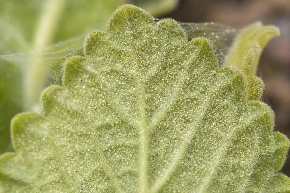 Close-up of Spider Mites on Swedish Ivy - diagnostic detail