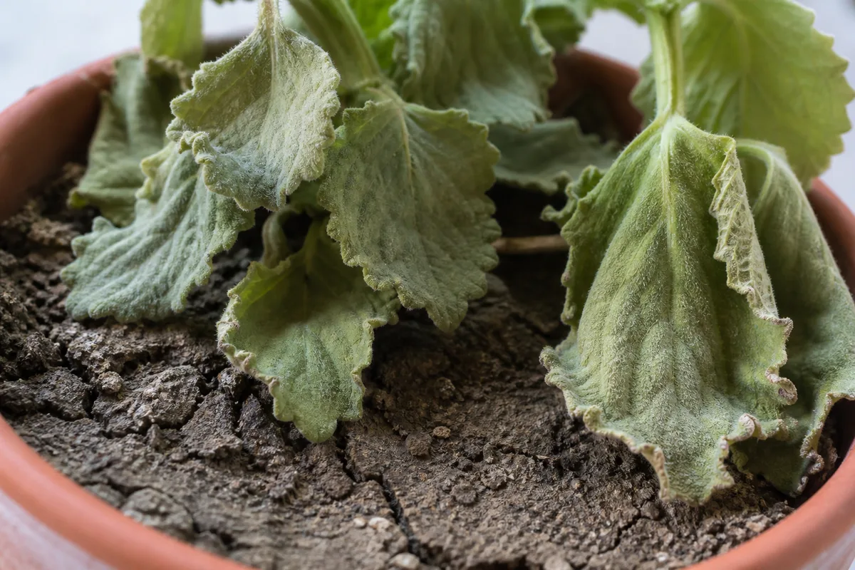 Close-up of Underwatering on Swedish Ivy - diagnostic detail