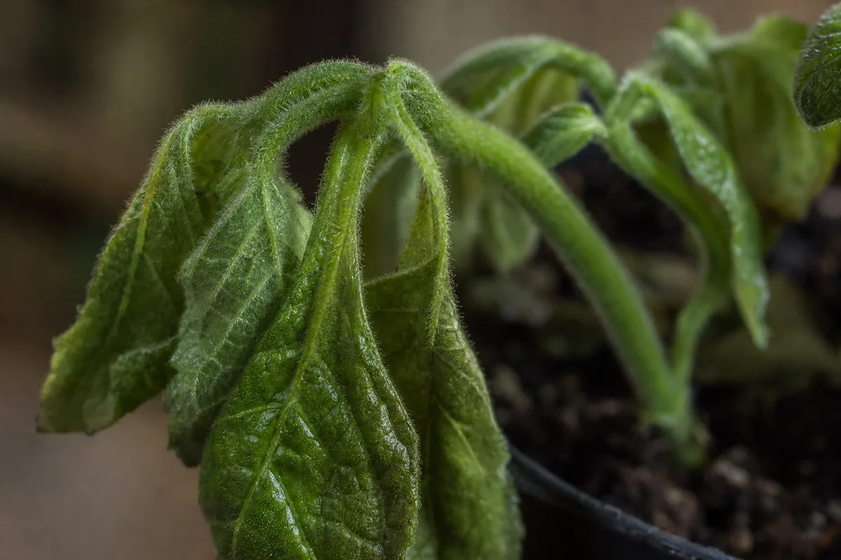 Close-up of Wilting on Swedish Ivy - diagnostic detail