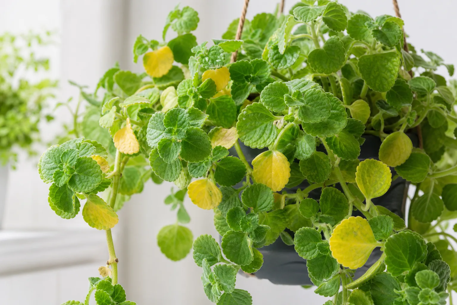 Yellow Leaves on Swedish Ivy - visible symptom on the plant