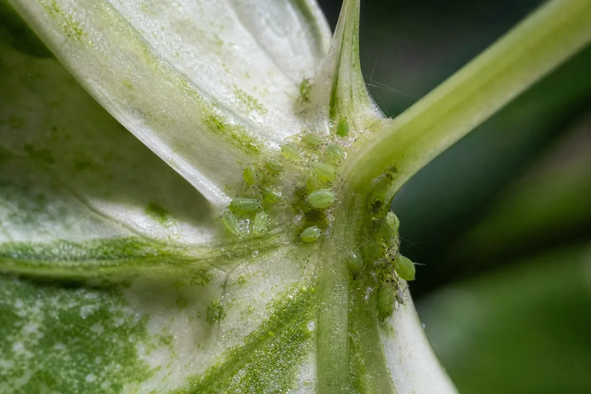 Close-up of Aphids on Syngonium Albo - diagnostic detail