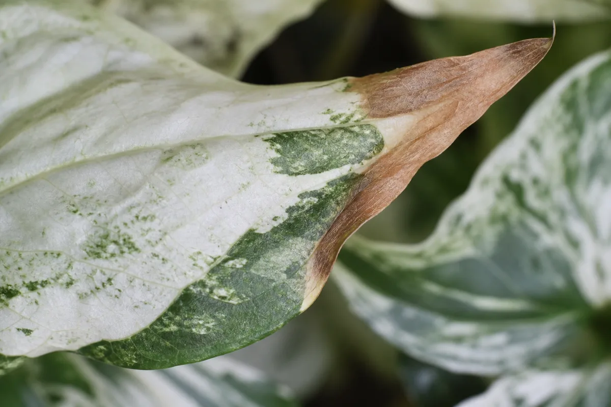 Close-up of Brown Tips on Syngonium Albo - diagnostic detail