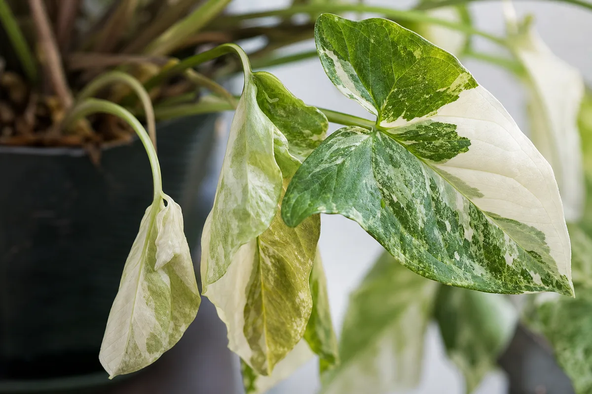 Close-up of Drooping Leaves on Syngonium Albo - diagnostic detail