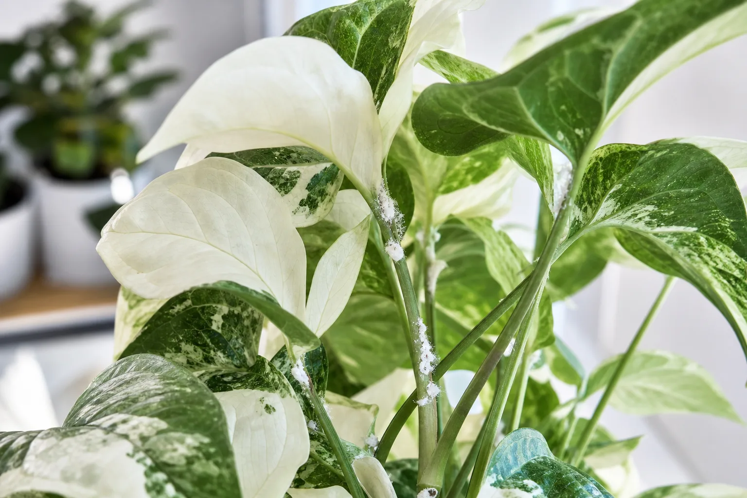 Mealybugs on Syngonium Albo - visible symptom on the plant