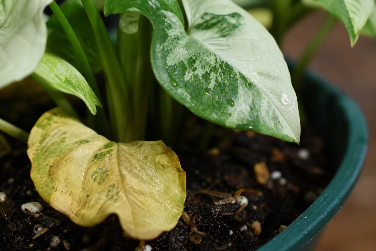 Close-up of Overwatering on Syngonium Albo - diagnostic detail