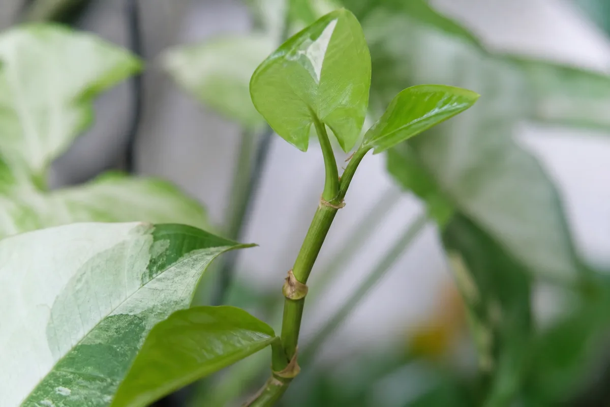 Close-up of Slow Growth on Syngonium Albo - diagnostic detail