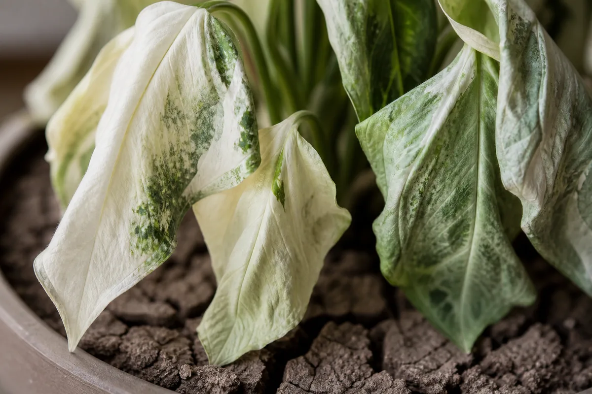 Close-up of Underwatering on Syngonium Albo - diagnostic detail